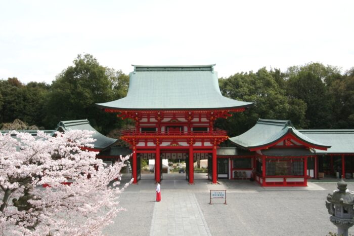 近江神宮と桜