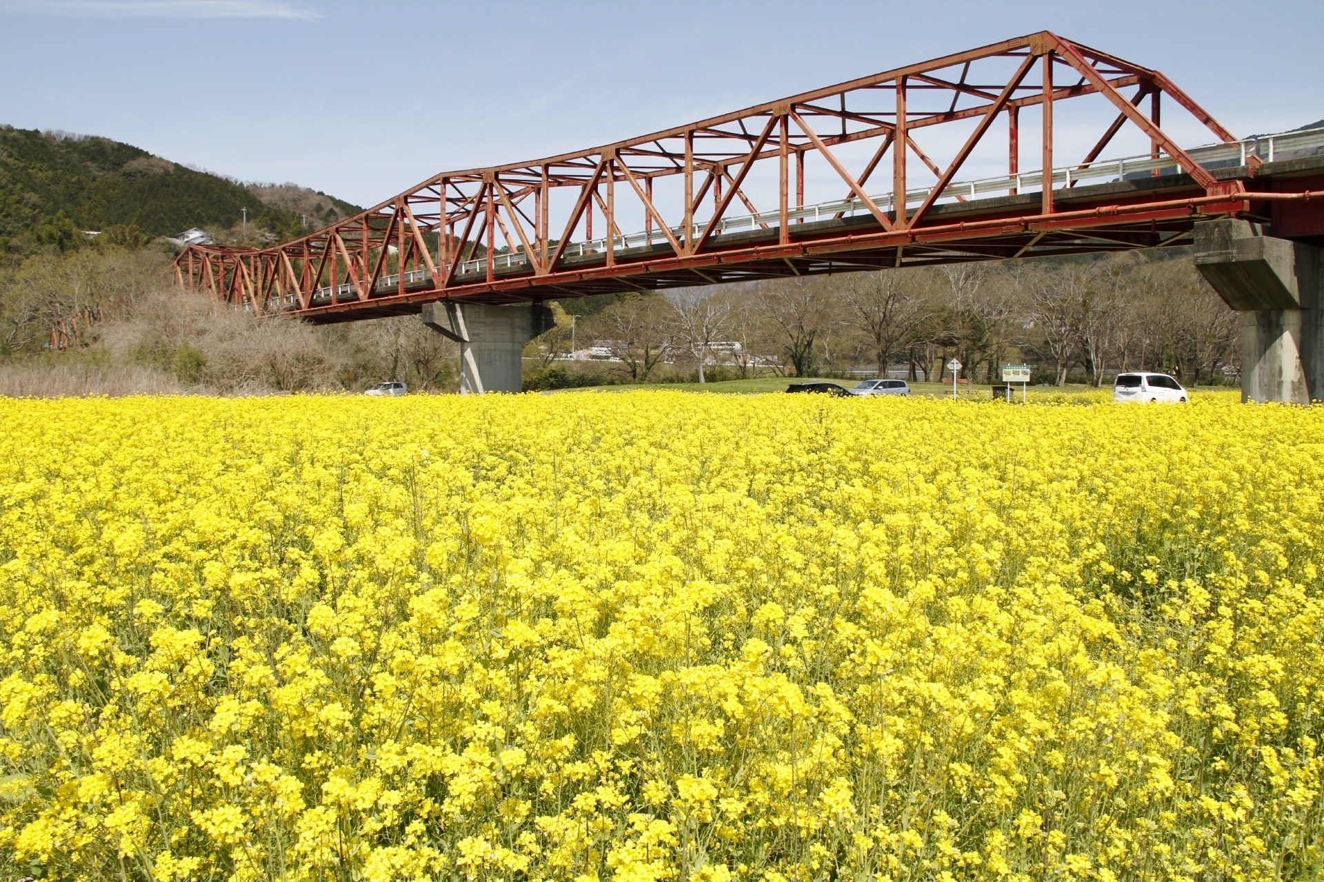 大洲の菜の花畑に「春」を探しに行こう | JAPAN WEB MAGAZINE