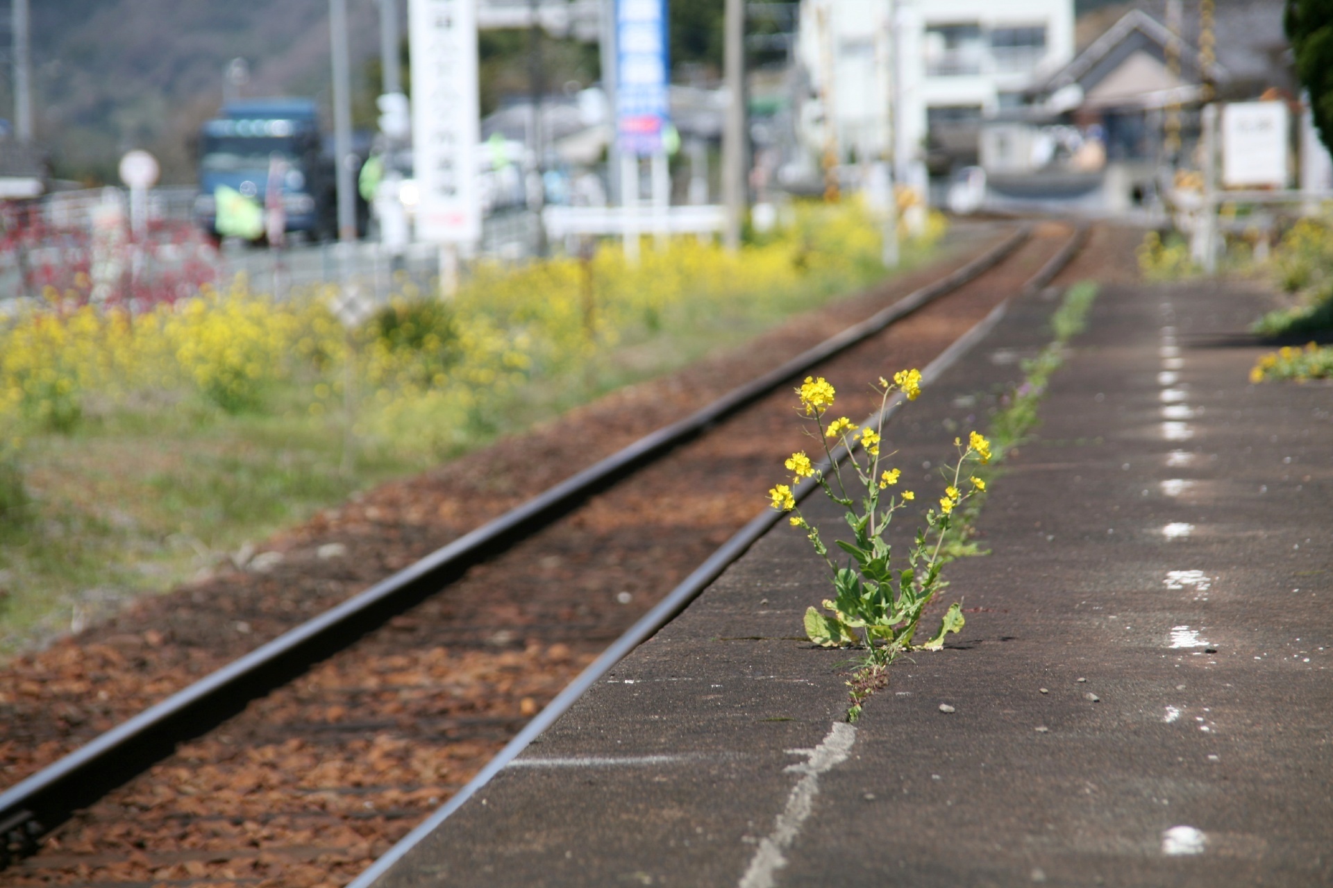 八多喜駅に咲く菜の花