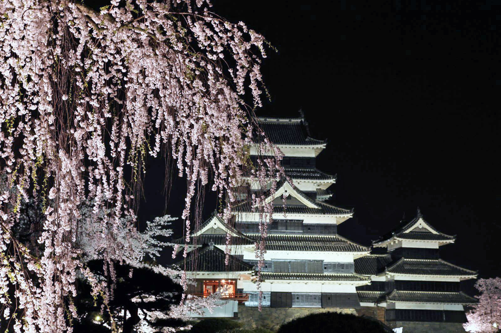 夜桜を見に行こう！国宝にして名城・松本城で美しい夜の桜を堪能する