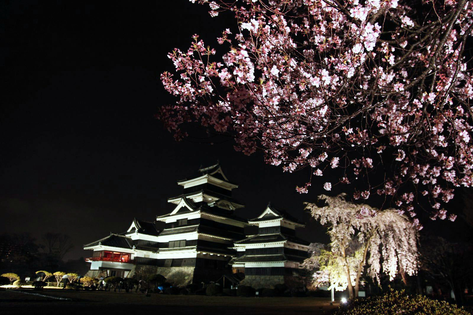 夜桜を見に行こう！国宝にして名城・松本城で美しい夜の桜を堪能する | JAPAN WEB MAGAZINE