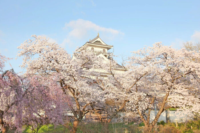 早朝の上山城と桜