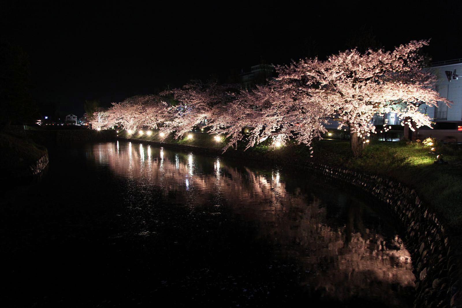 松本城のお堀とライトアップされた夜桜