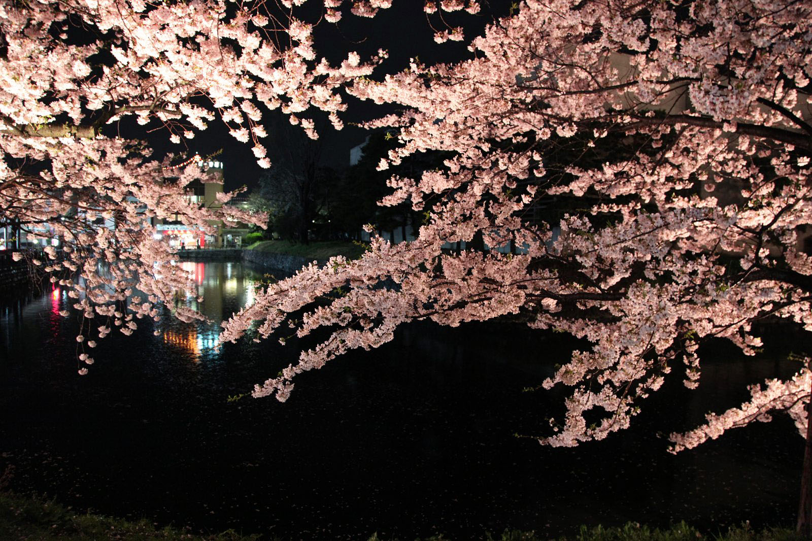 松本城のお堀とライトアップされた夜桜