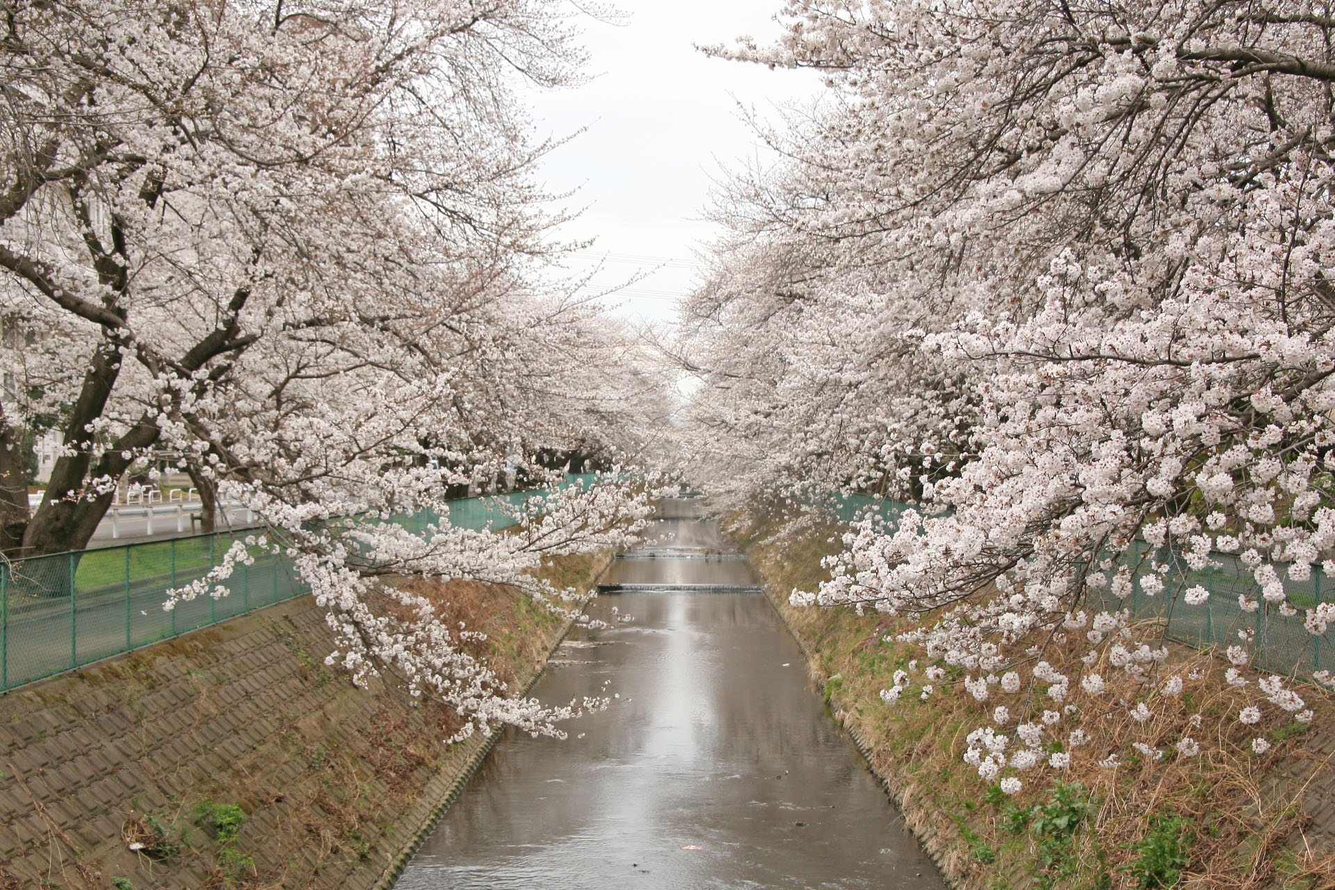 東坂戸の小川の桜並木