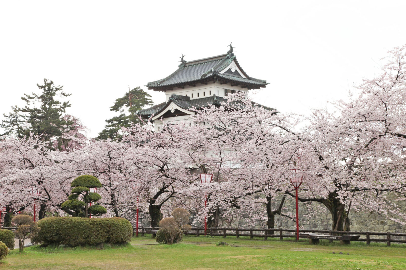 唯一無二!?弘前城の桜の美しさの理由に迫る! 全国屈指の桜の名所「弘前公園」の桜 完全ガイド | JAPAN WEB MAGAZINE
