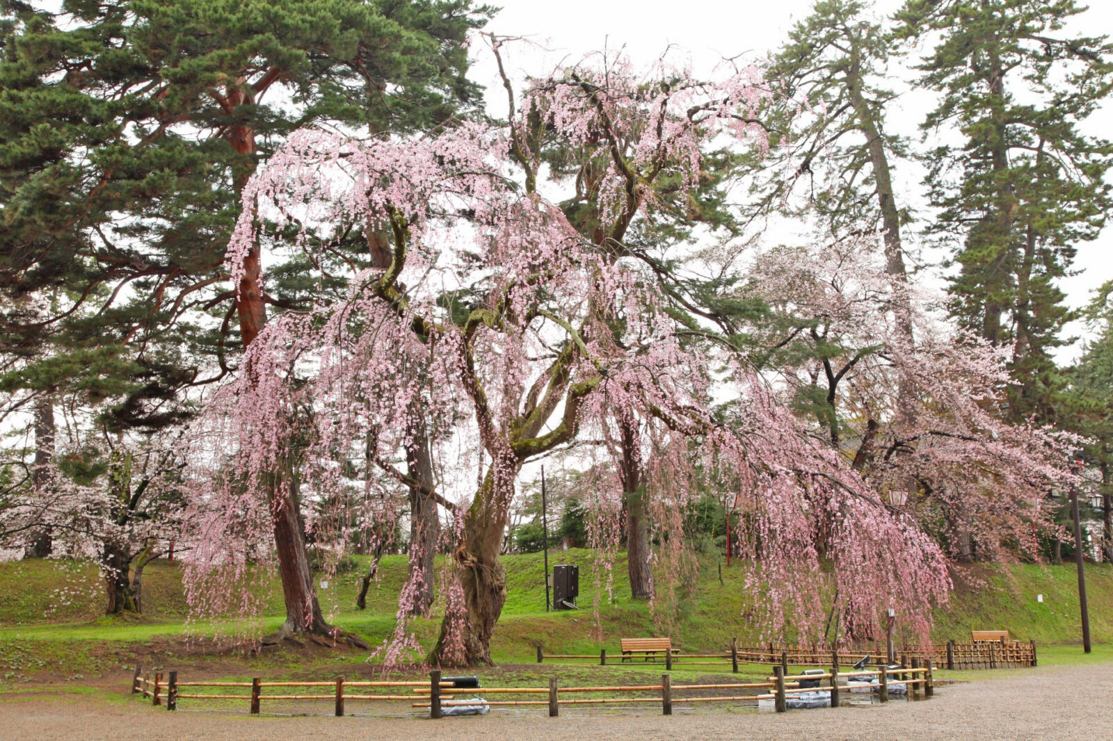 唯一無二!?弘前城の桜の美しさの理由に迫る! 全国屈指の桜の名所「弘前公園」の桜 完全ガイド | JAPAN WEB MAGAZINE