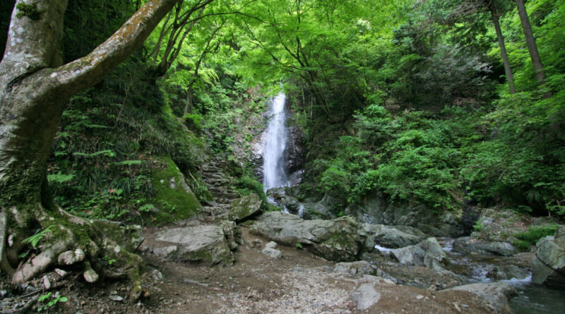 新緑の中の名瀑「払沢の滝」