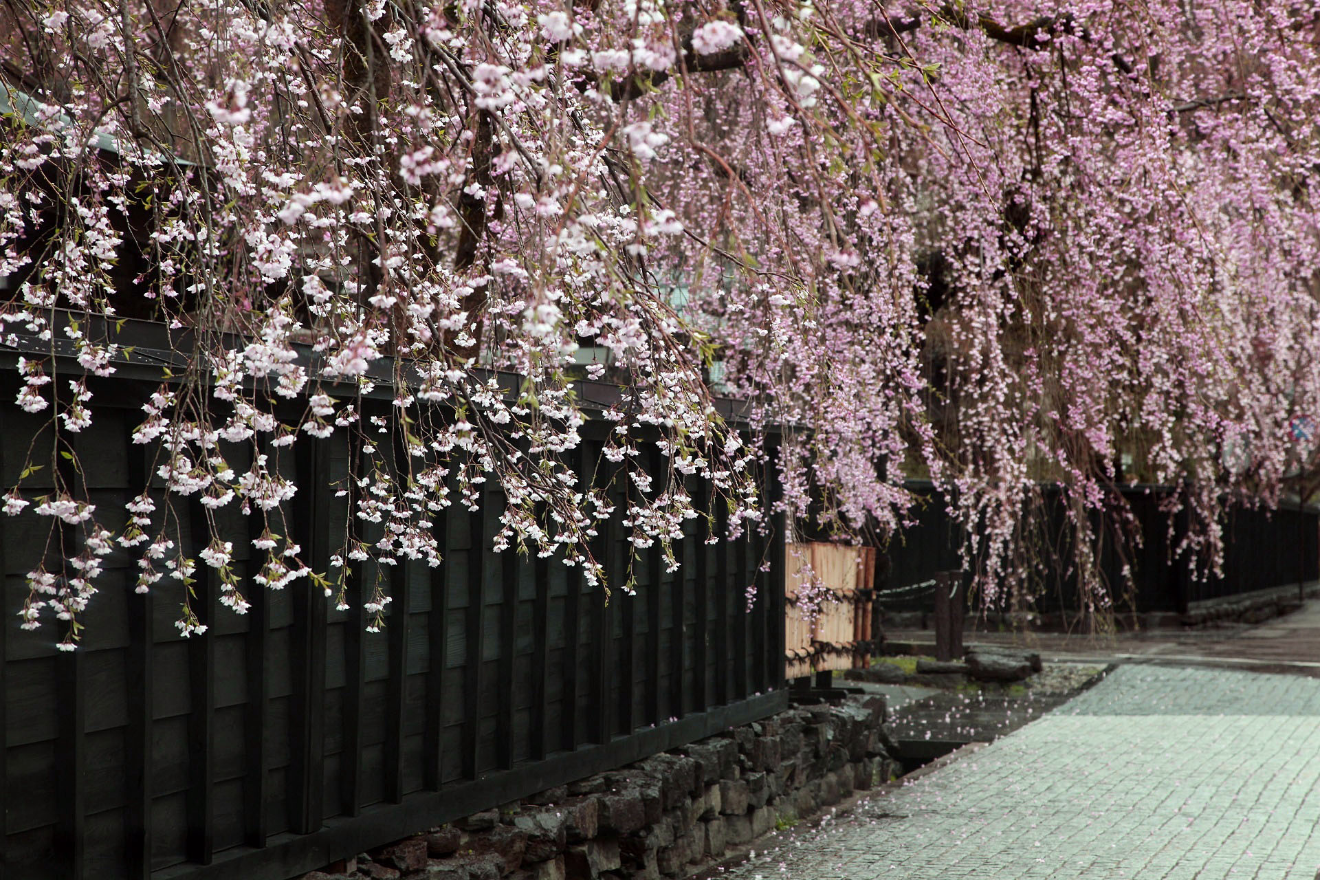 角館のしだれ桜の風景