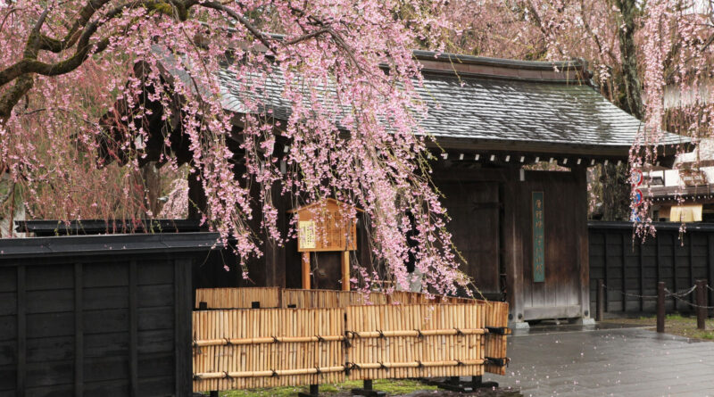 角館のしだれ桜の風景