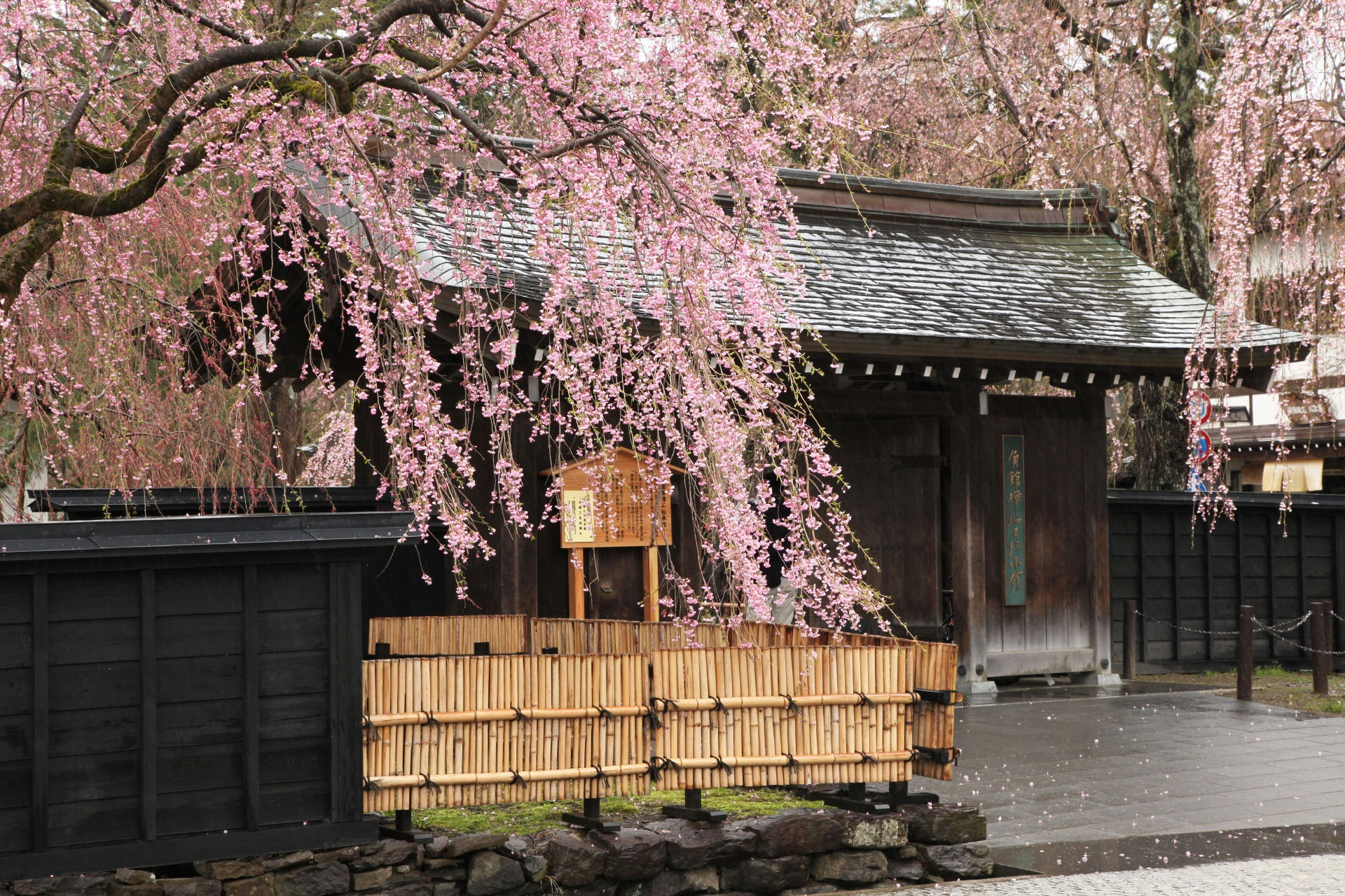 みちのくの小京都・角館に「しだれ桜」の絶景を見に行こう！