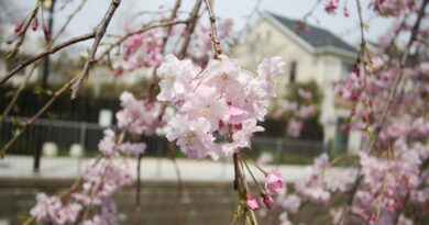妙正寺川の枝垂れ桜
