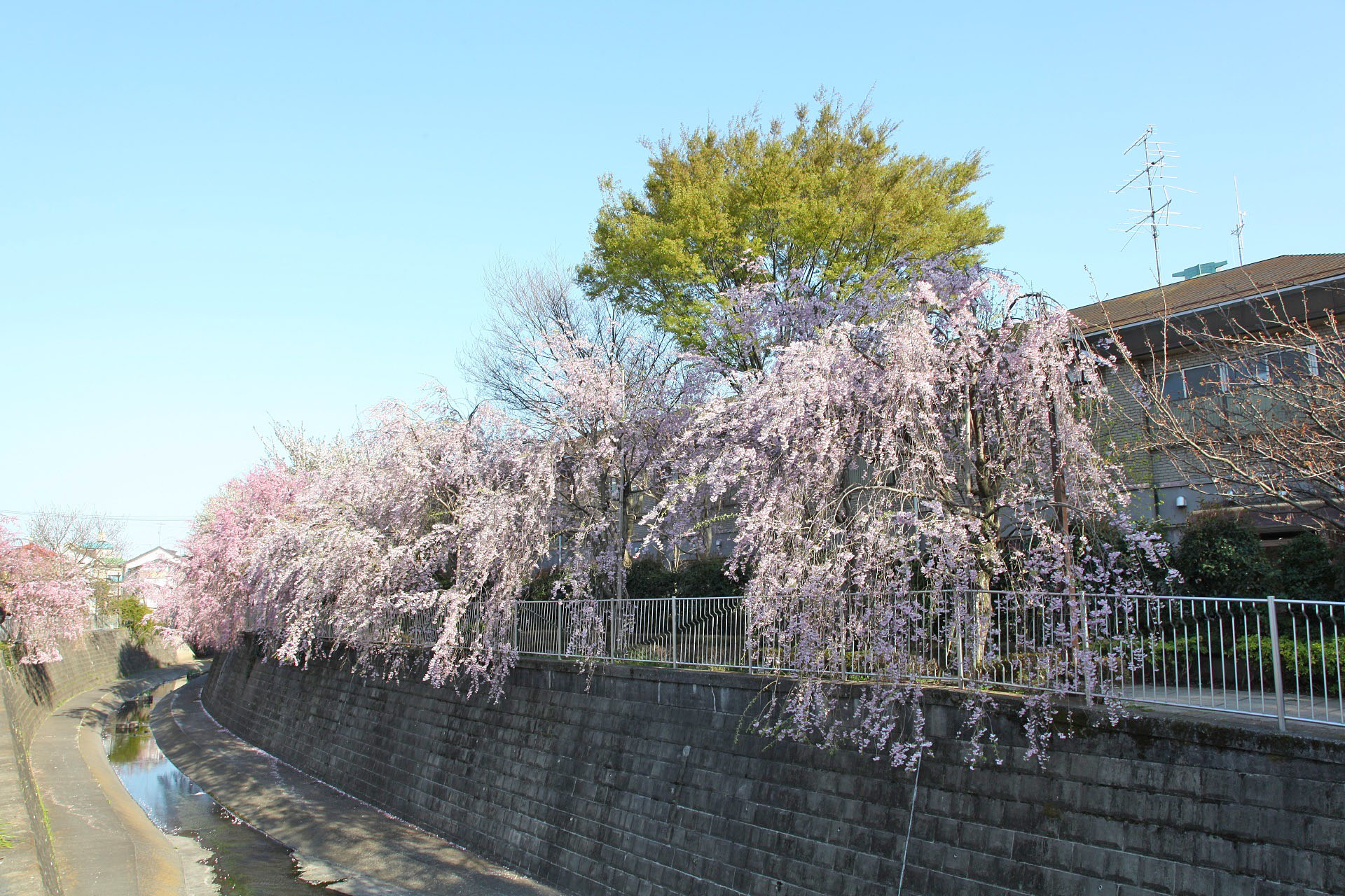 妙正寺川のしだれ桜