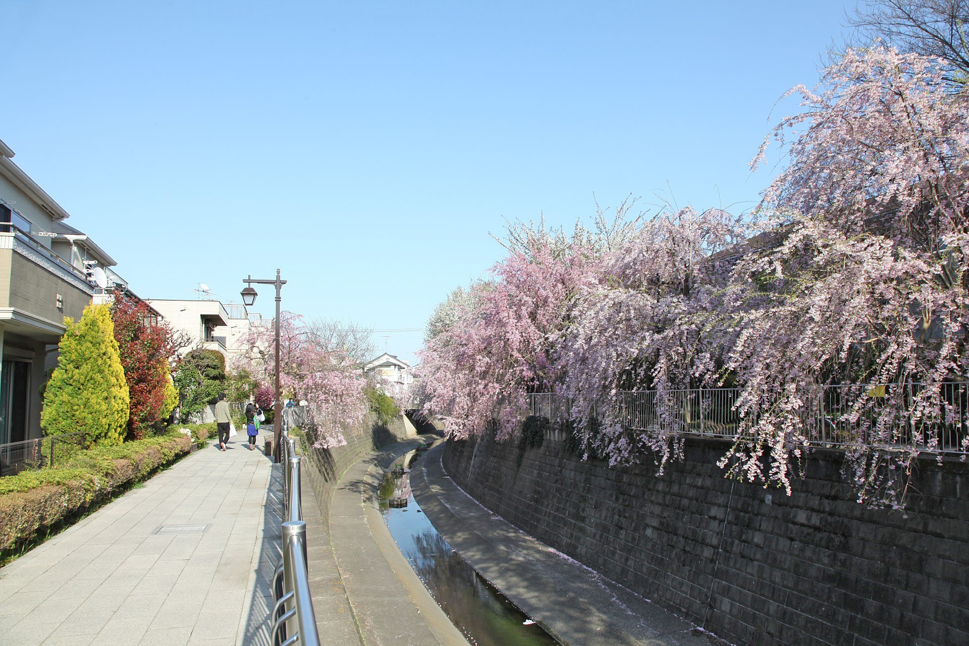 妙正寺川のしだれ桜
