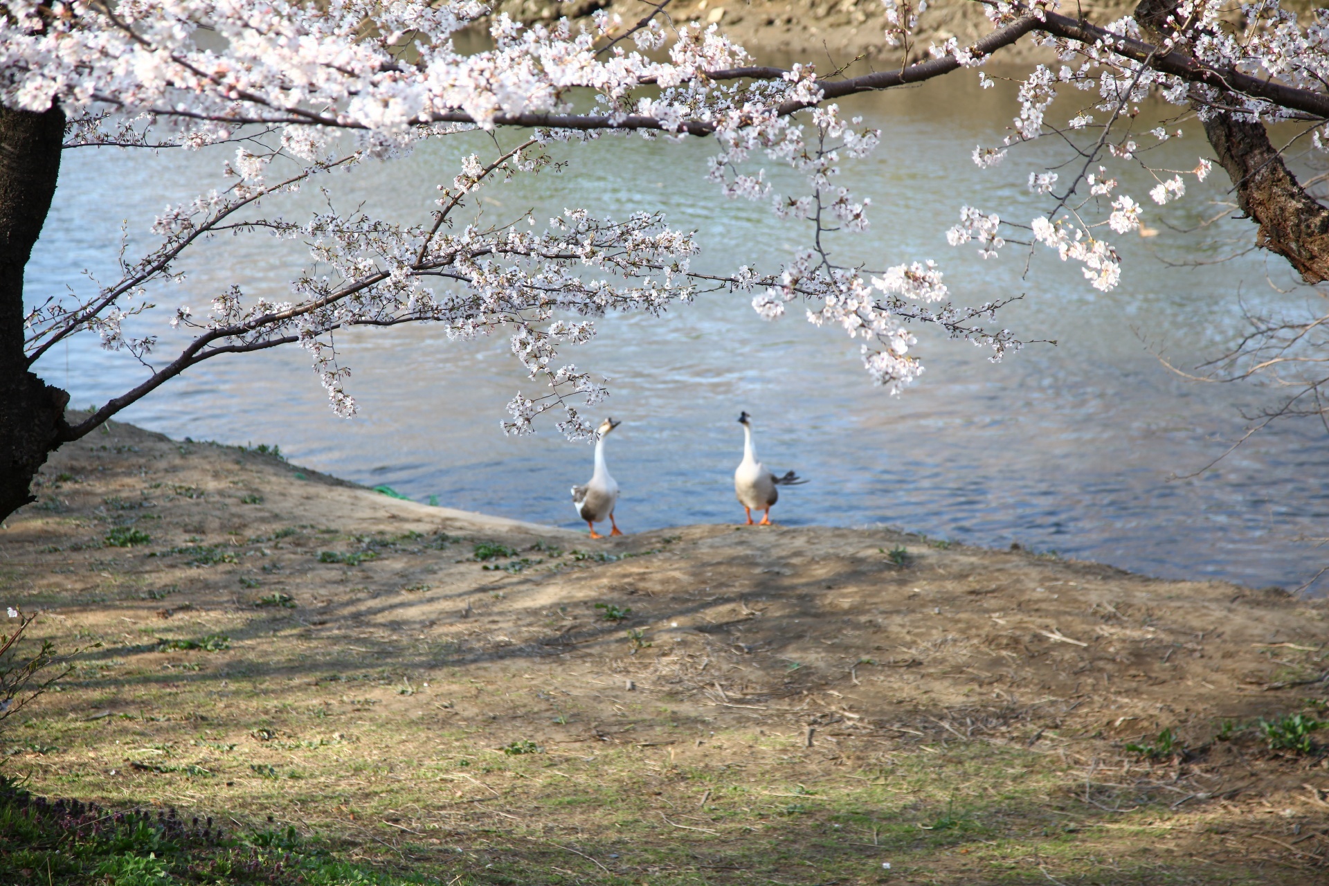 東京近郊のおすすめ！桜の花見スポット　埼玉編