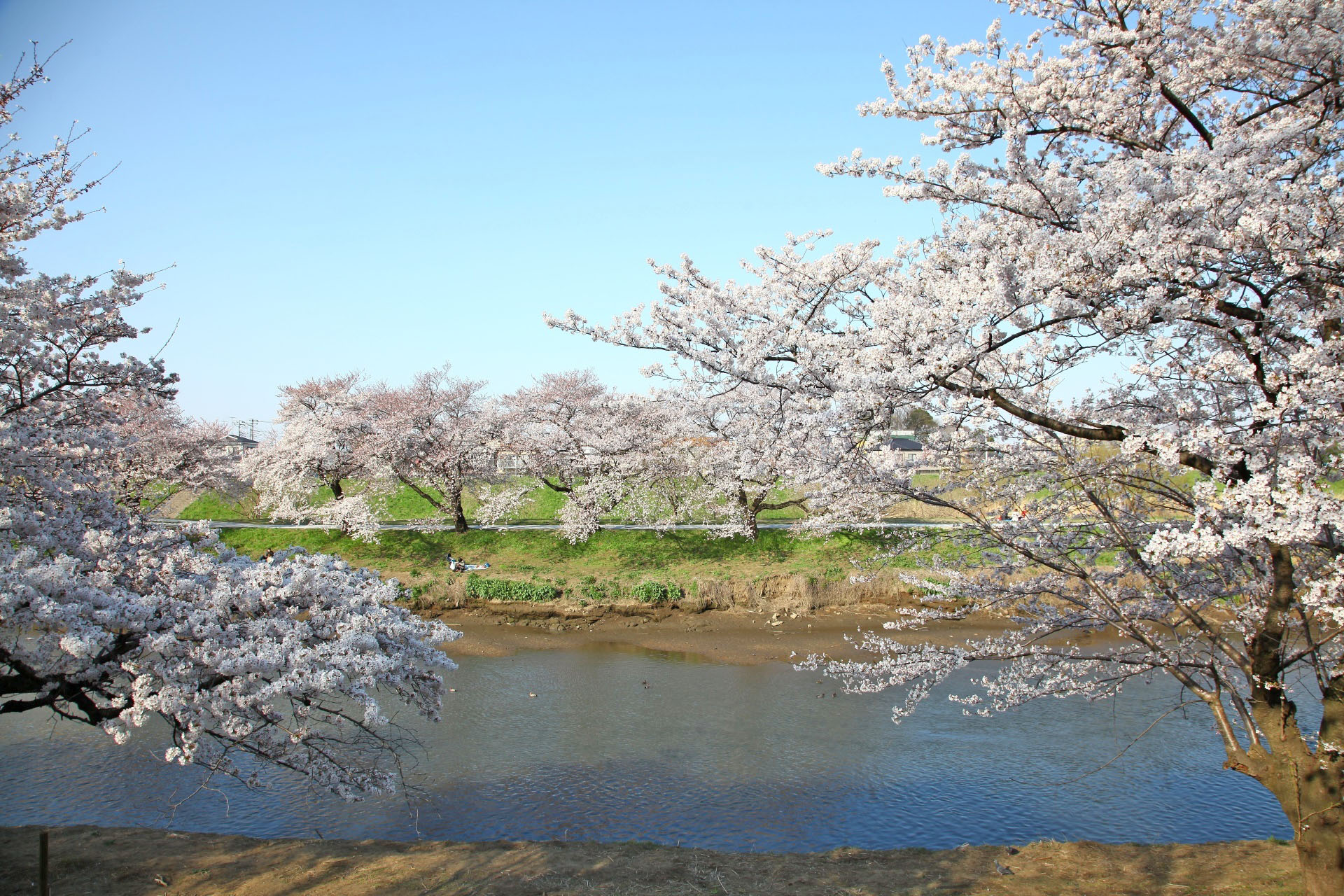 新河岸川の桜
