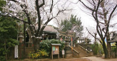 谷根千界隈の穴場お花見スポット　諏方神社