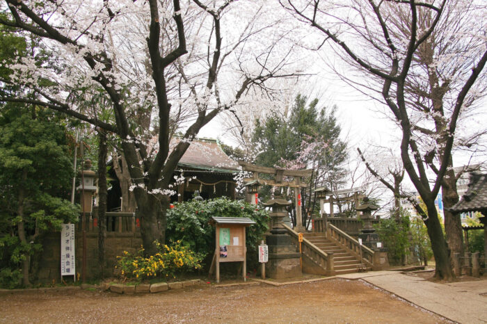 谷根千界隈の穴場お花見スポット　諏方神社