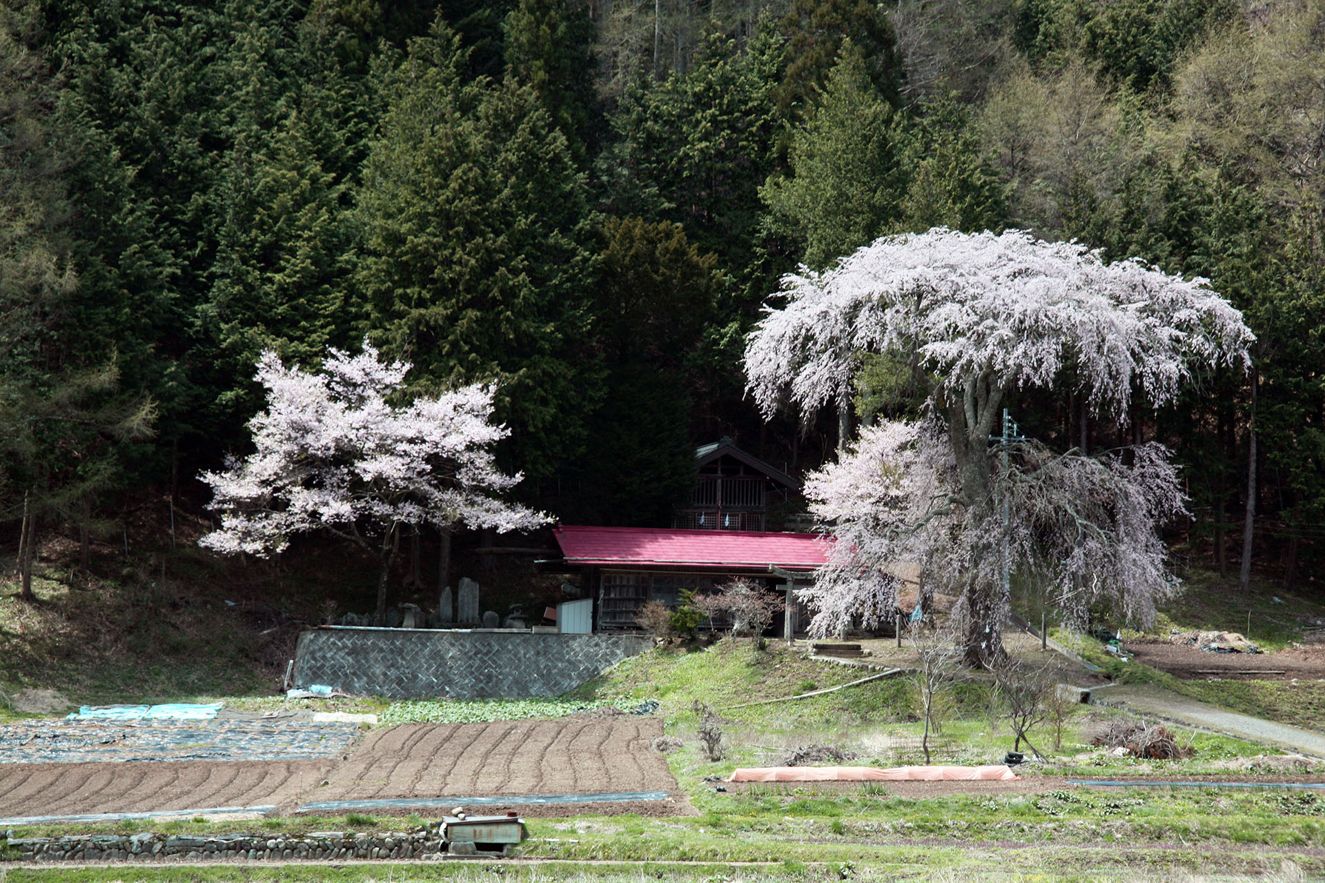 美しい里山の風景を探して　長野県伊那市高遠の春の風景