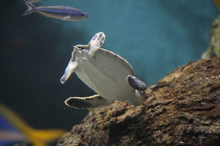 葛西臨海水族園