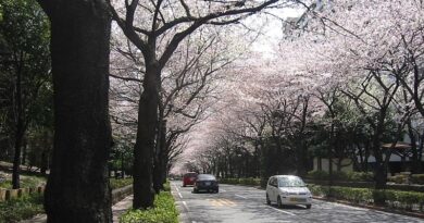 日本の春の風景