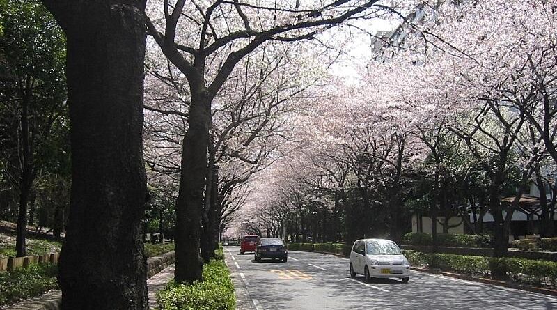 日本の春の風景