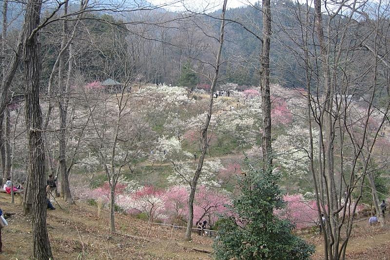 日本各地の春の風景 | JAPAN WEB MAGAZINE