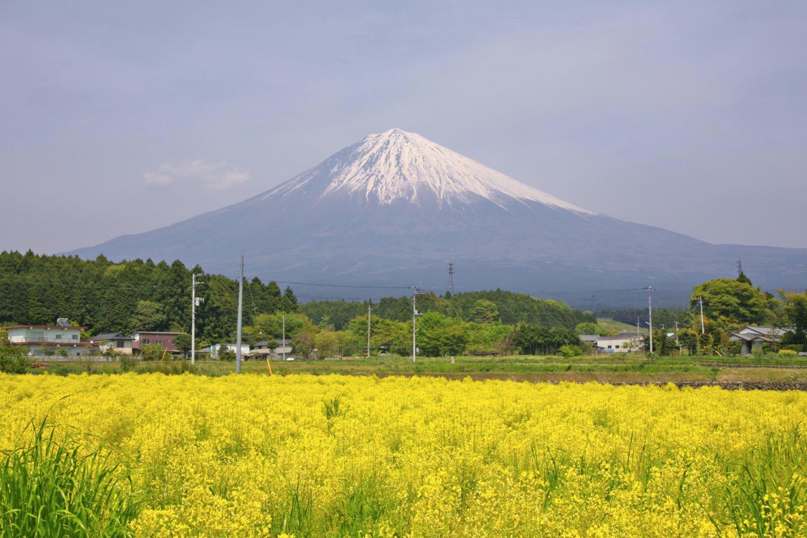 菜の花と春の富士山