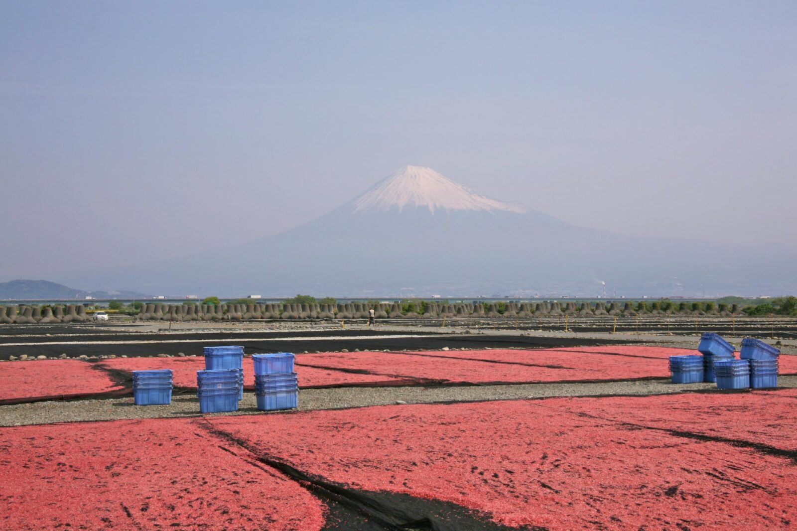 桜えびと富士山