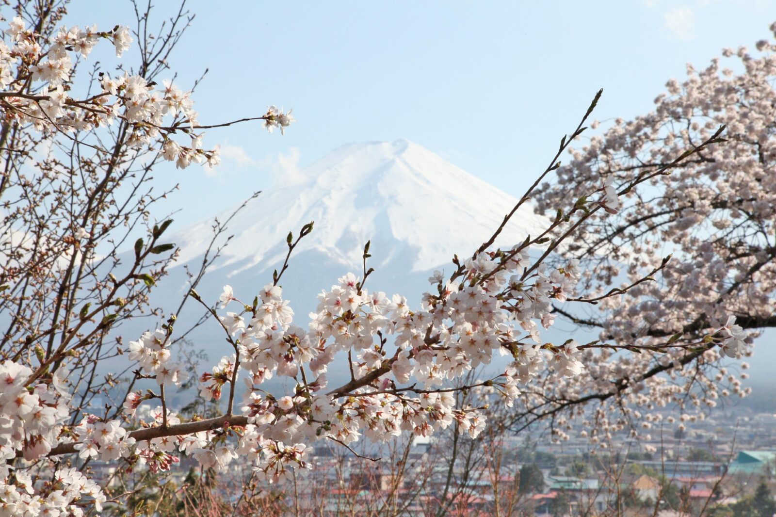 桜と富士山　春の富士山