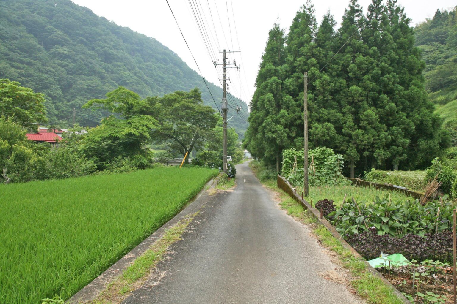 田舎でのんびり過ごしたい!あなたに贈る美しい日本の田舎の風景 日本の里山の風景 | JAPAN WEB MAGAZINE