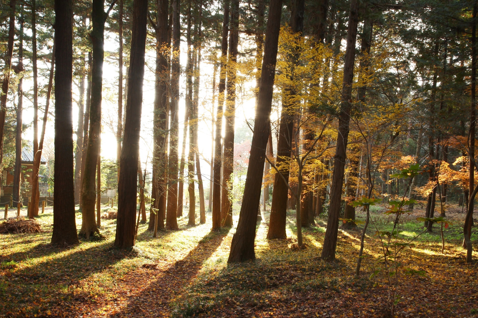 武蔵野の美しい風景　秋の終わり～冬の始まりの雑木林