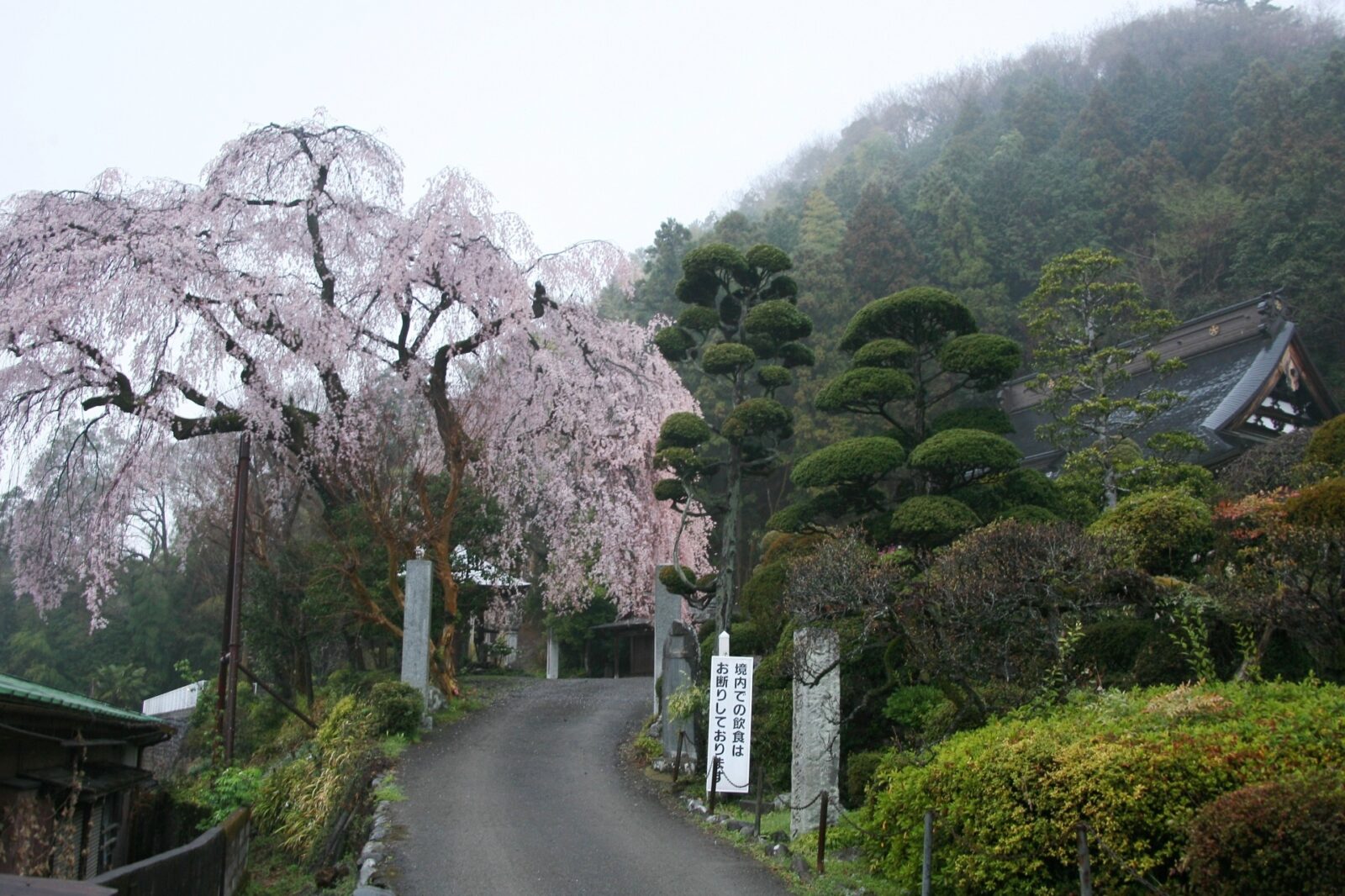 東京の桜　サクラのある風景　青梅　梅岩寺