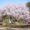 東京の桜　桜のある風景　六義園の桜の風景