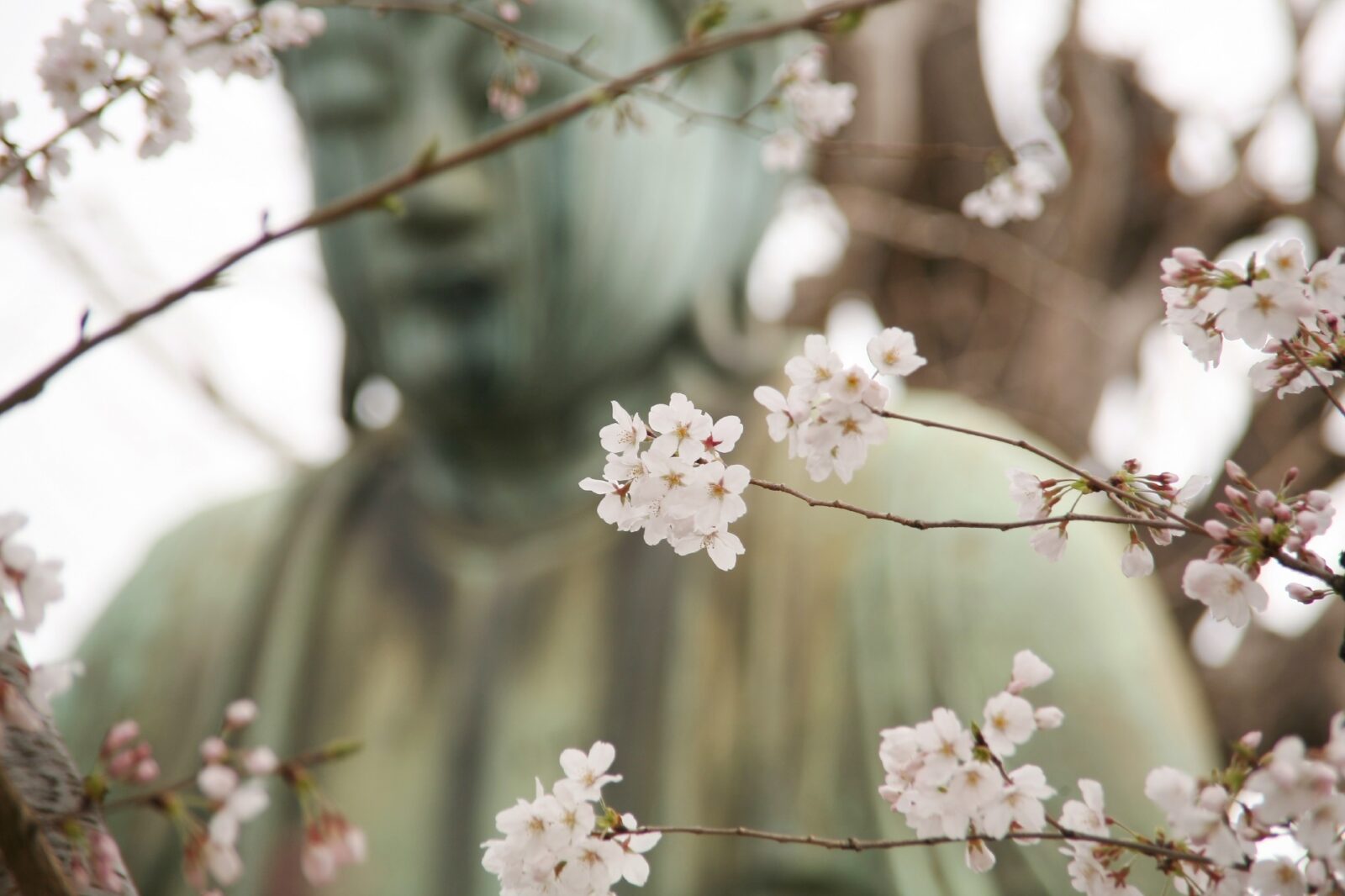東京の桜　サクラのある風景　本駒込「大仏と桜」