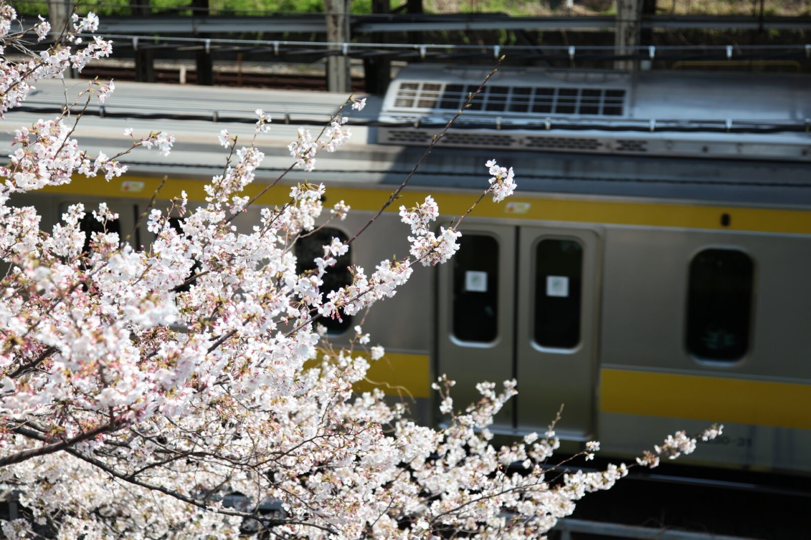 東京の桜　桜のある風景　飯田橋駅　総武線と桜の風景