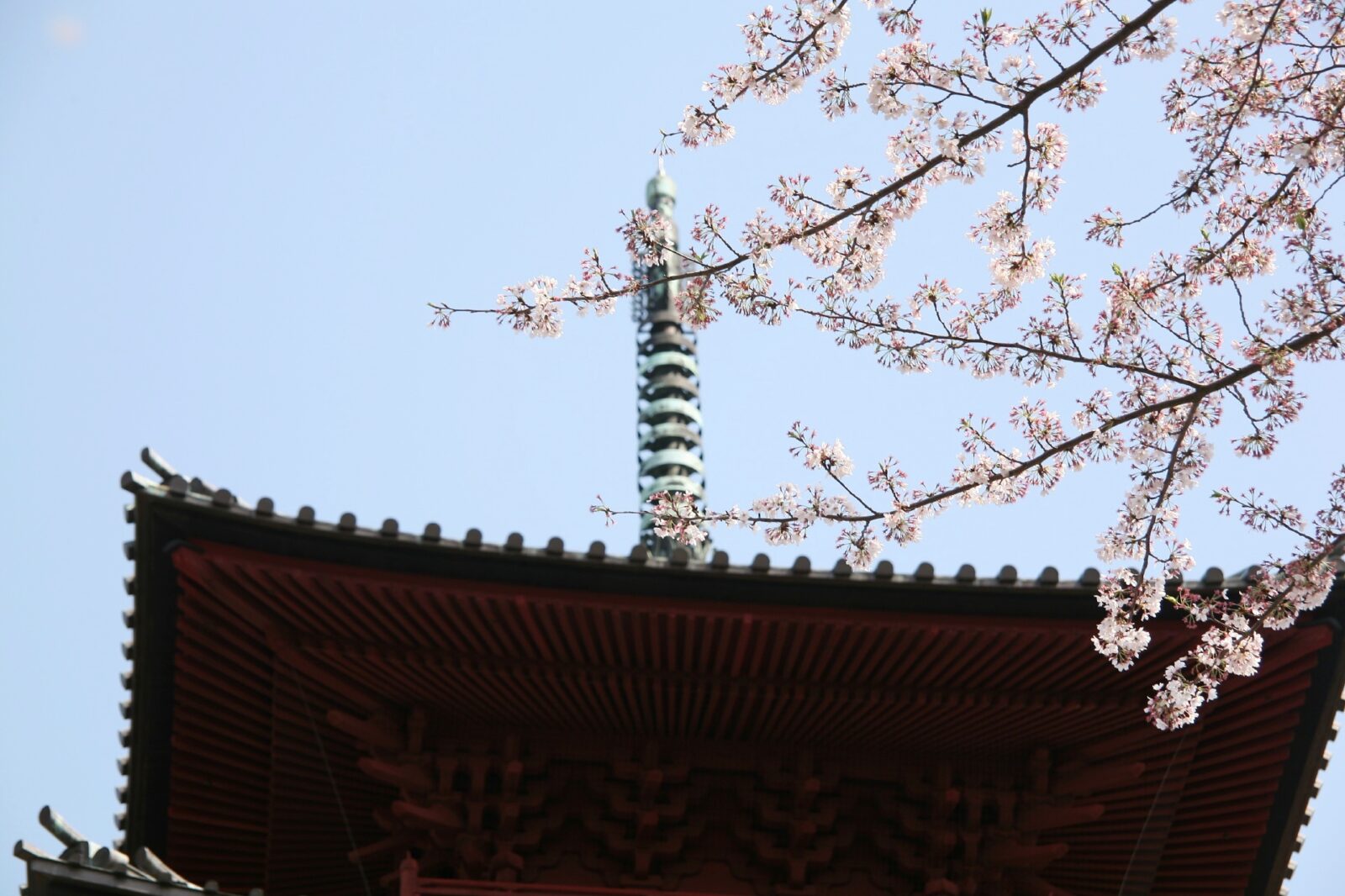 東京の桜　サクラのある風景　池上本門寺の桜
