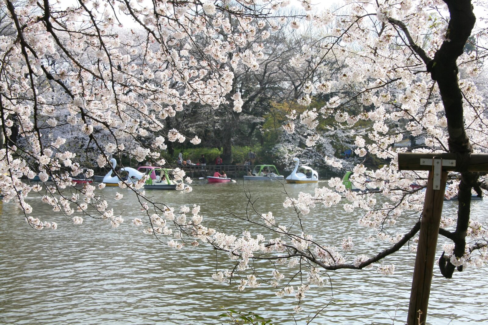 東京の桜　サクラのある風景　春の井の頭公園