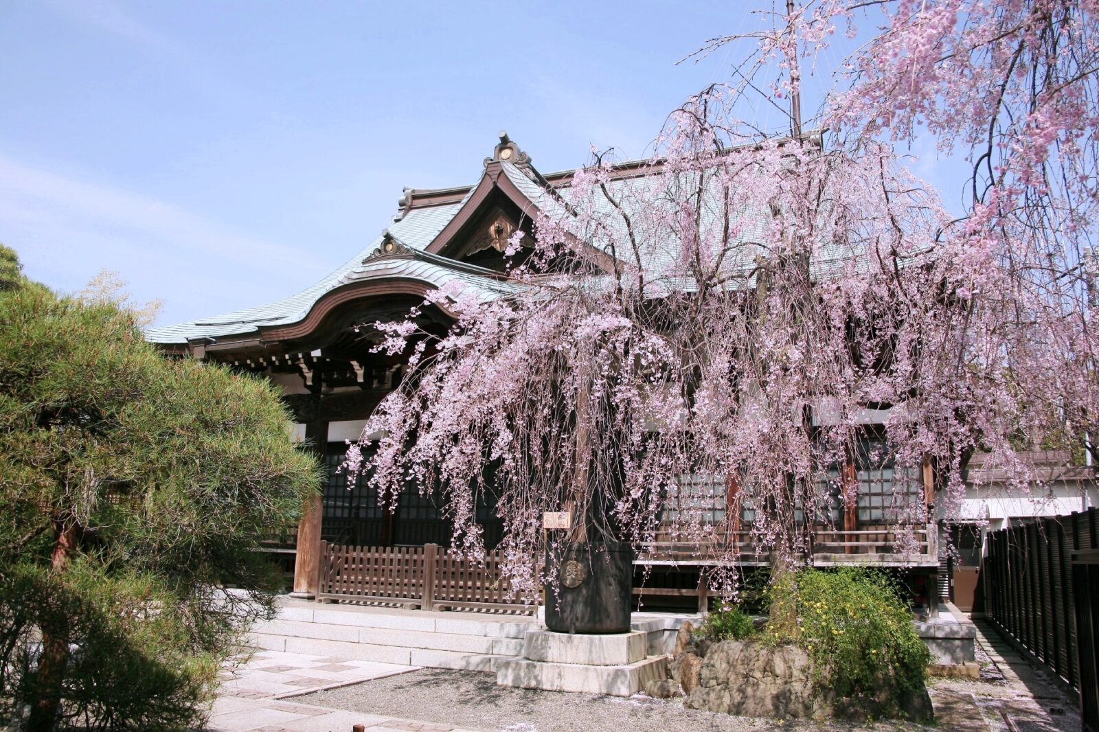 東京の桜　サクラのある風景　實相寺の桜