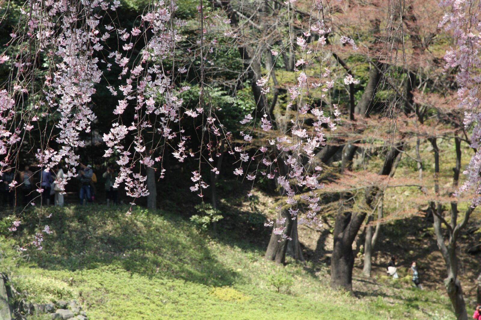 東京の桜　サクラのある風景　小石川後楽園の桜