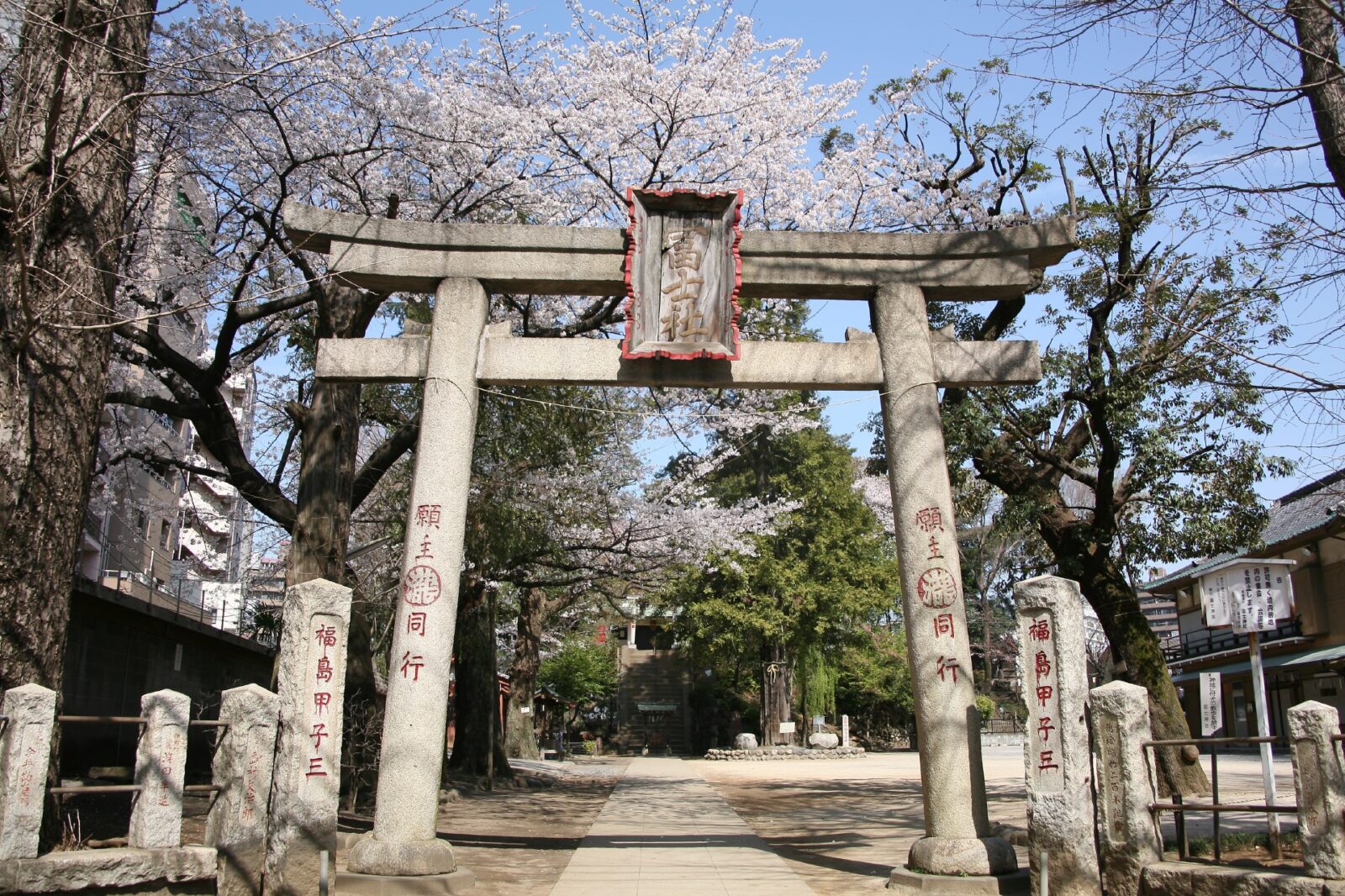 東京の桜　サクラのある風景　駒込富士神社の桜