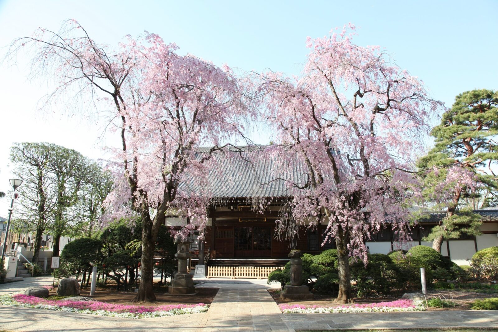 東京の桜　サクラのある風景　妙正寺の桜