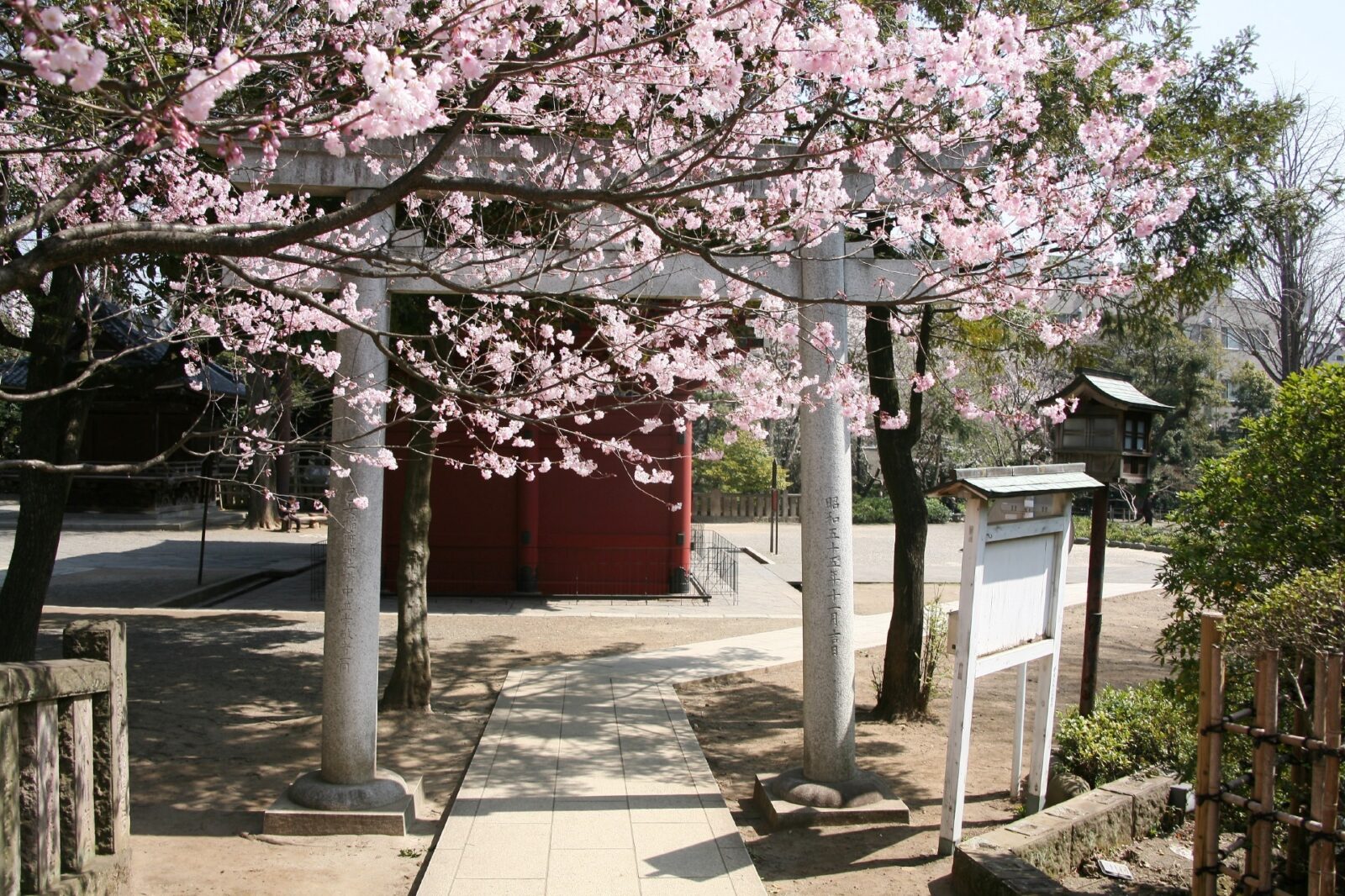東京の桜　サクラのある風景　根津神社の桜