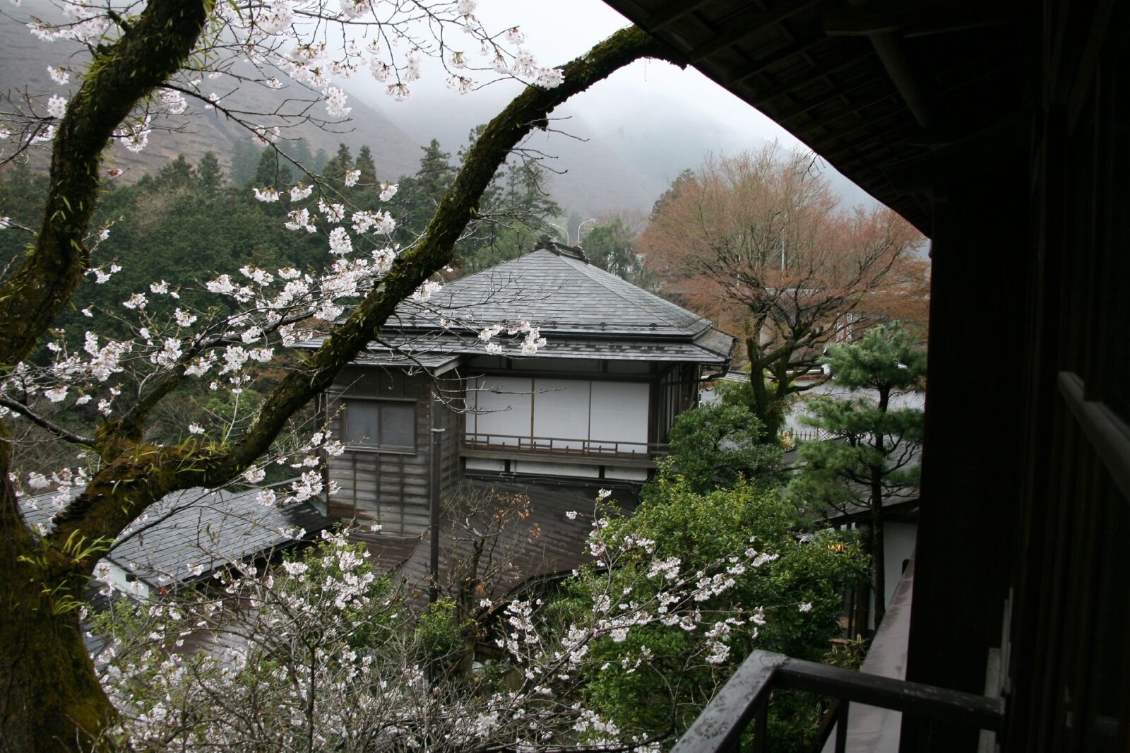東京の桜　さくらのある風景 奥多摩