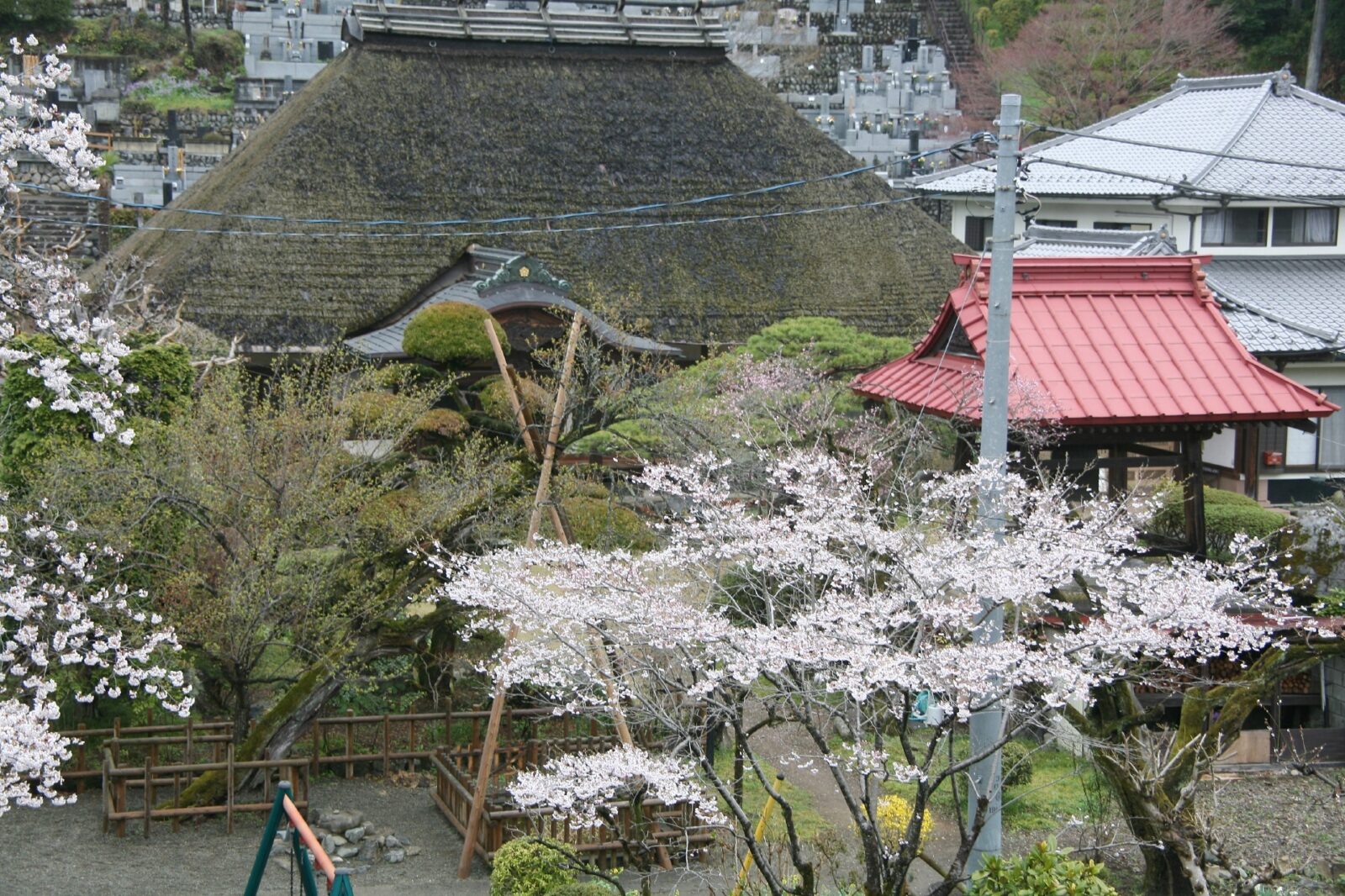 東京の桜　さくらのある風景 奥多摩