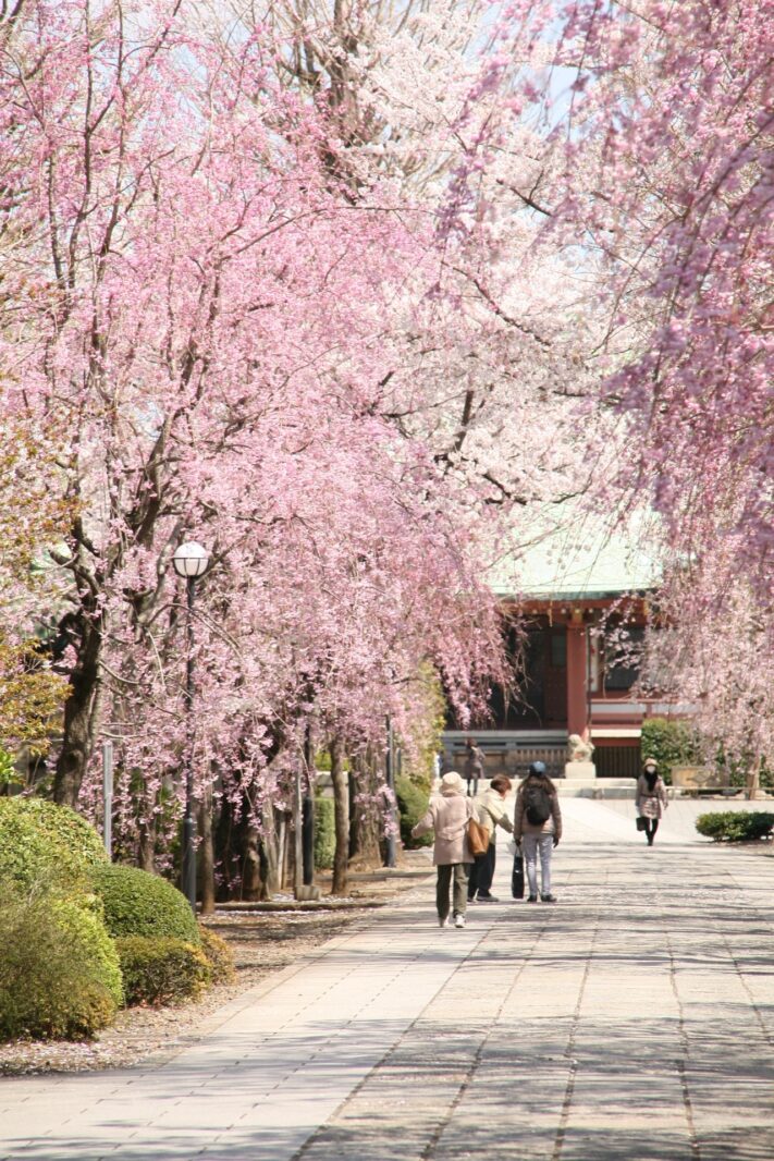 東京の桜の風景