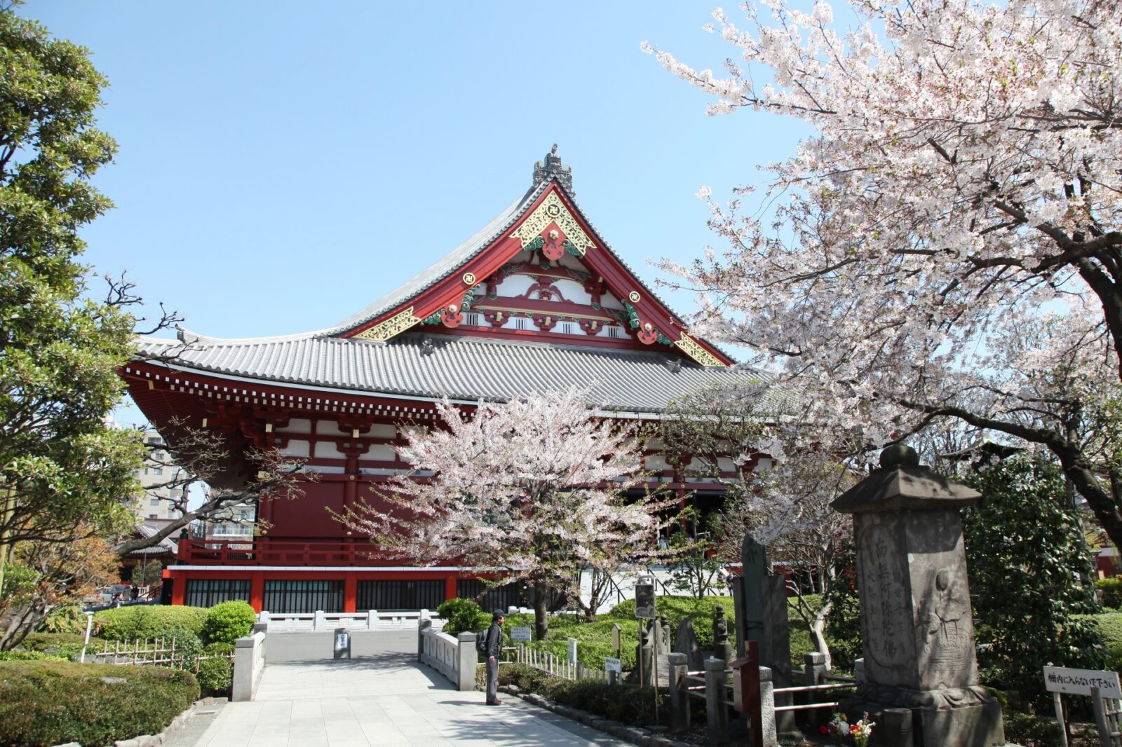 東京の桜　桜のある風景　浅草寺の桜の風景