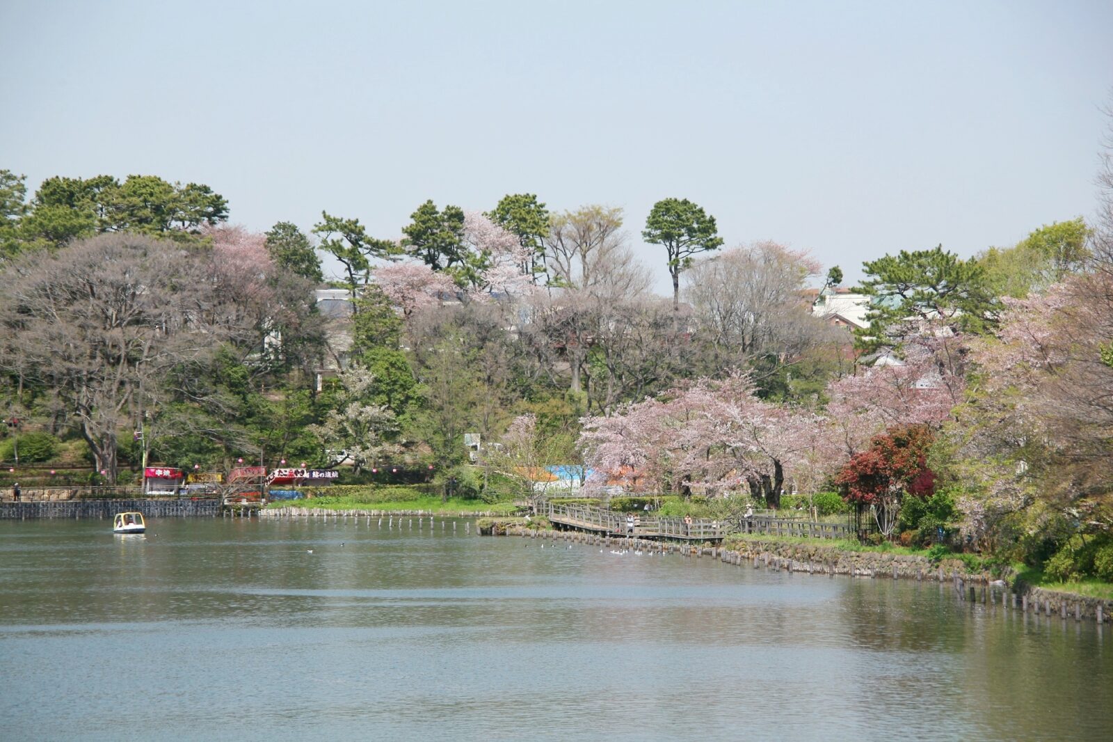 東京の桜　桜のある風景　洗足池の桜の風景