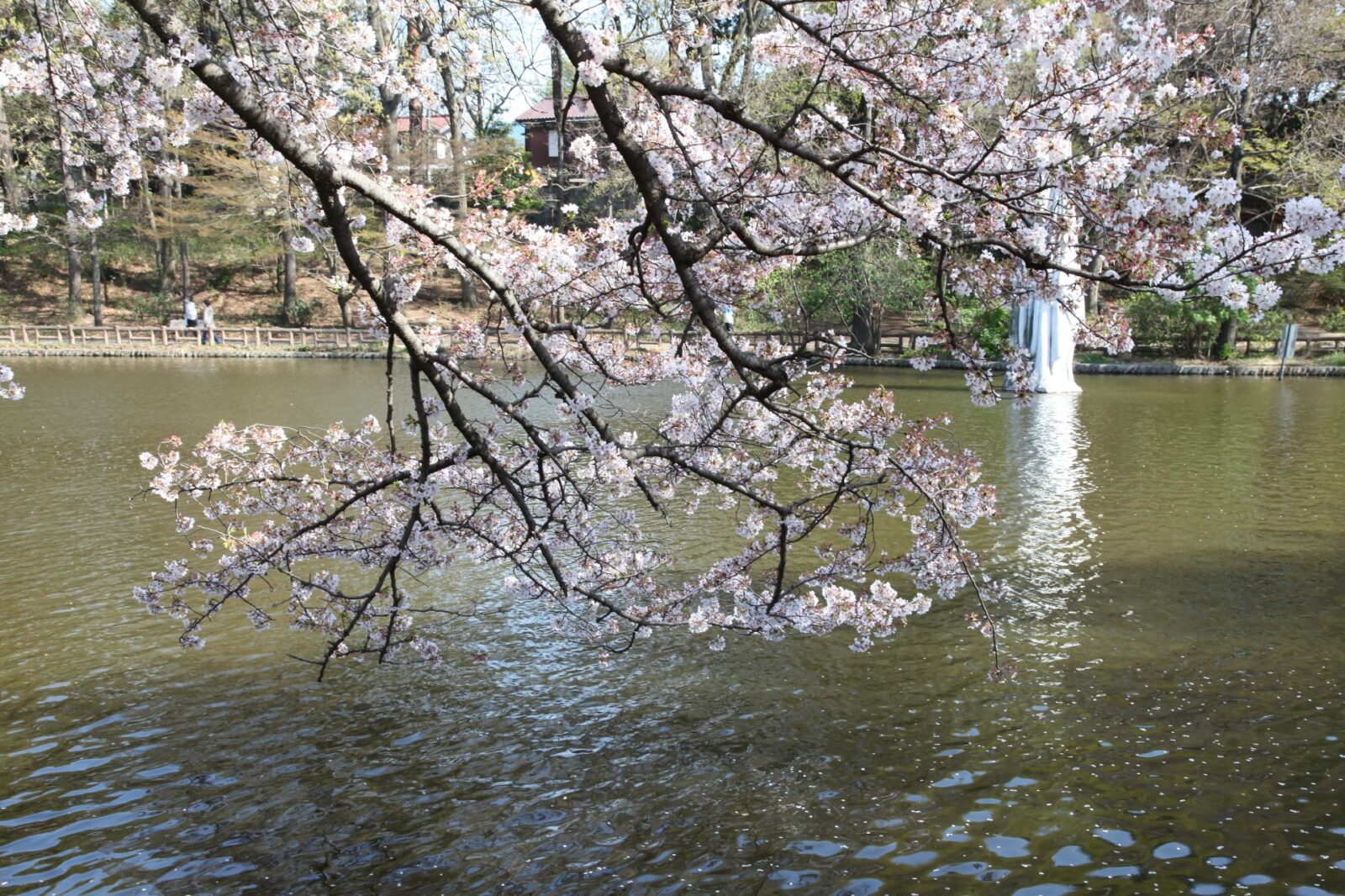 東京の桜　桜のある風景　石神井公園の桜の風景