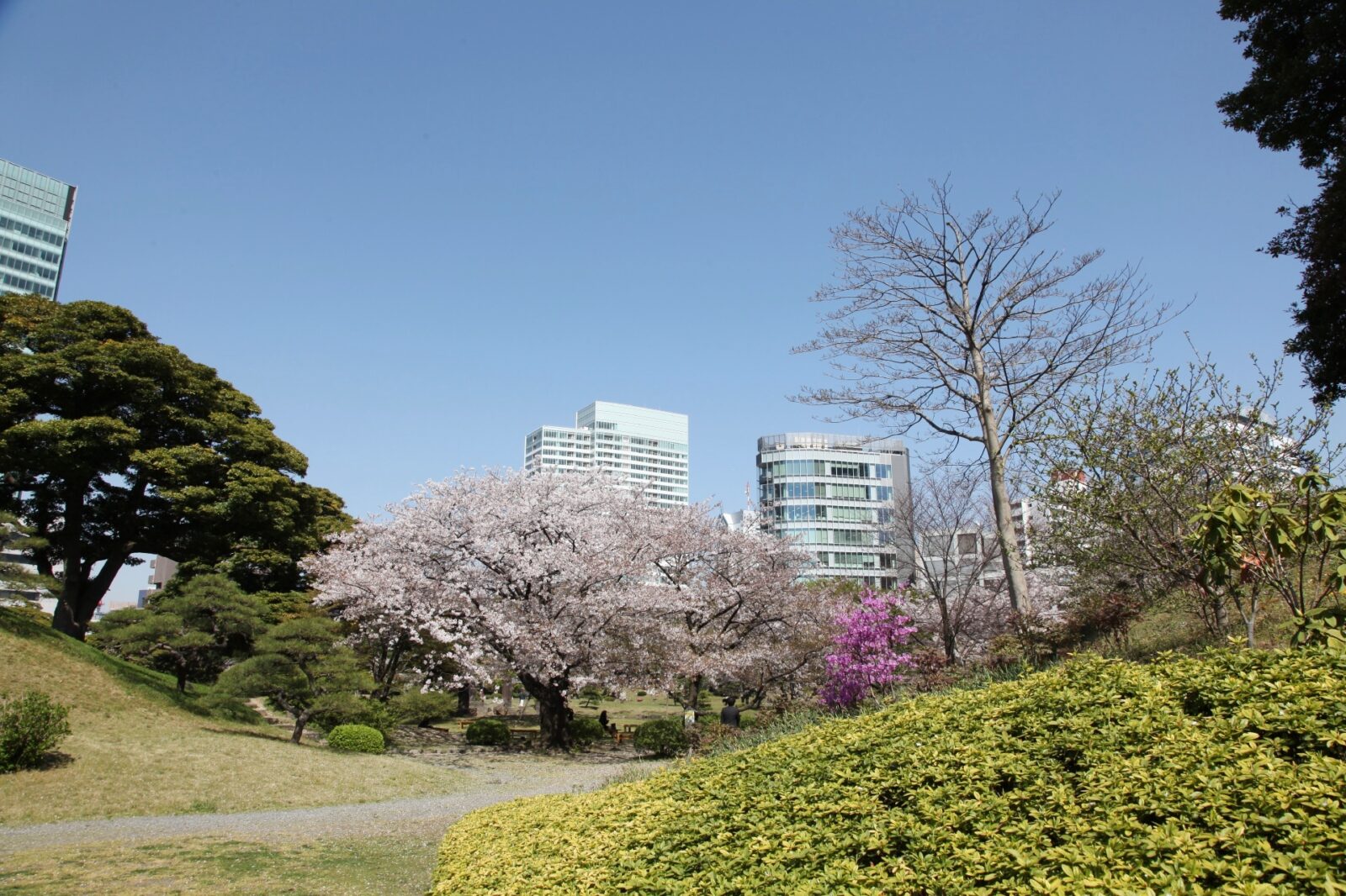 東京の桜　桜のある風景　芝離宮の桜の風景